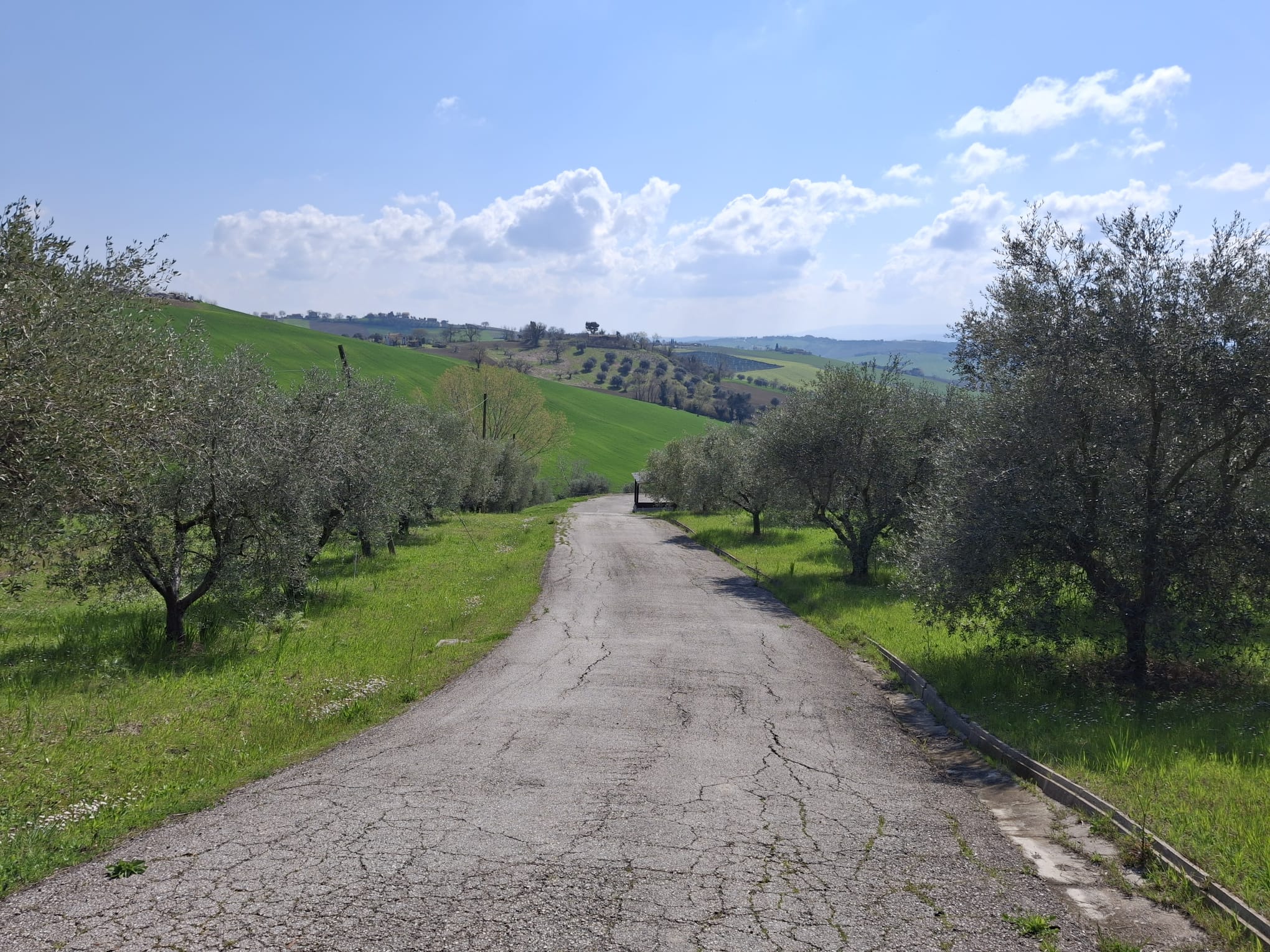 Strada tra gli olivi